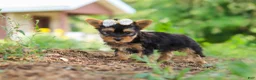 Yorkshire Terrier dogs for sale: Fiona - Ad 3