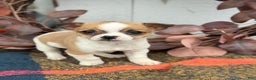 Chihuahua dogs for sale: Buddy - Ad 1