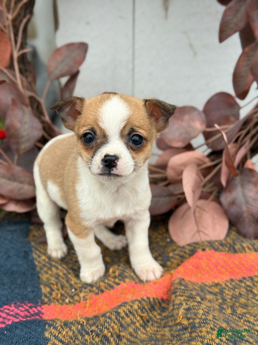 Chihuahua dogs for sale: Buddy - Ad 1
