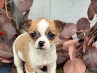 Chihuahua dogs Buddy - Ad 41