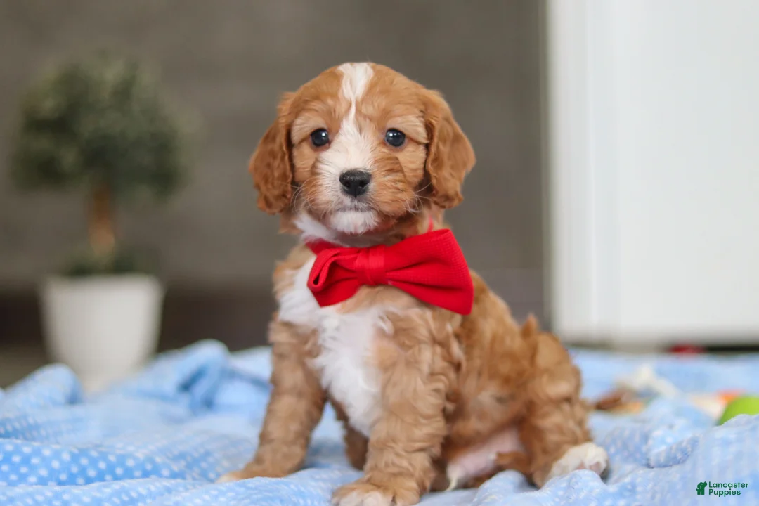 Cavapoo dogs for sale: Rocky - Ad 2