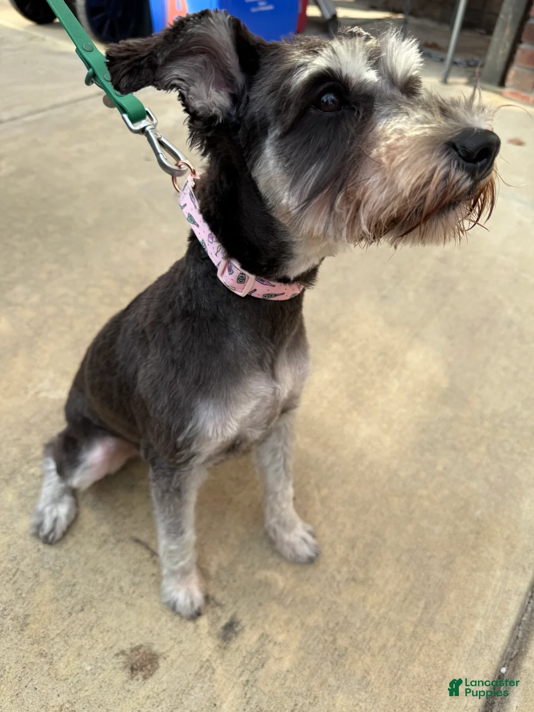 Schnoodle dogs for sale: Schnoodle Puppy 6 - Ad 2