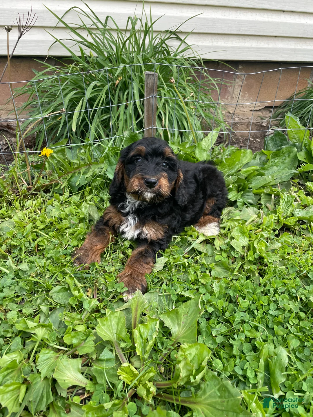 Cockapoo dogs for sale: Cockapoo Puppy 1 - Ad 7