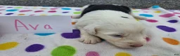 Sheepadoodle dogs for sale: Sheepadoodle 1 - Ad 2