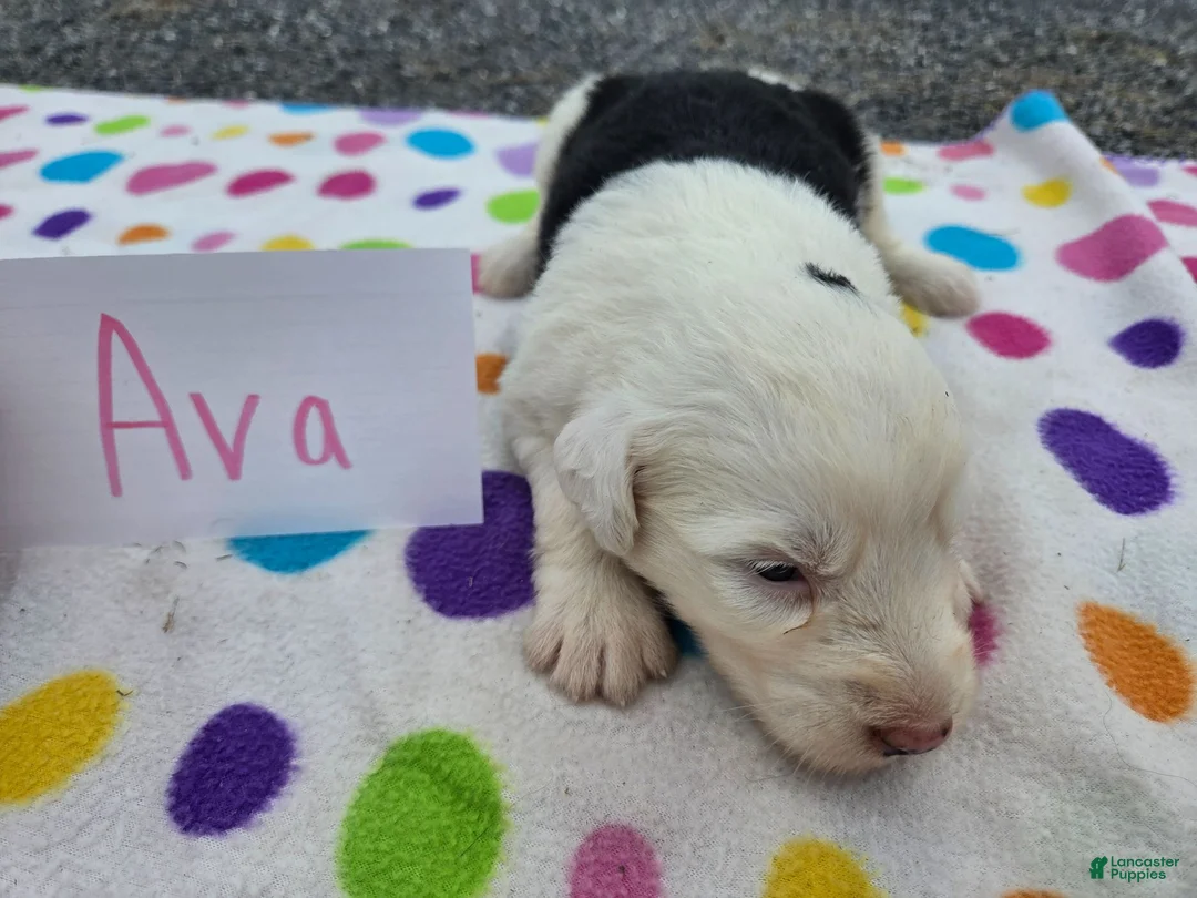 Sheepadoodle dogs for sale: Sheepadoodle 1 - Ad 2