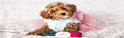 Cavapoo dogs for sale: Alice - Ad 22