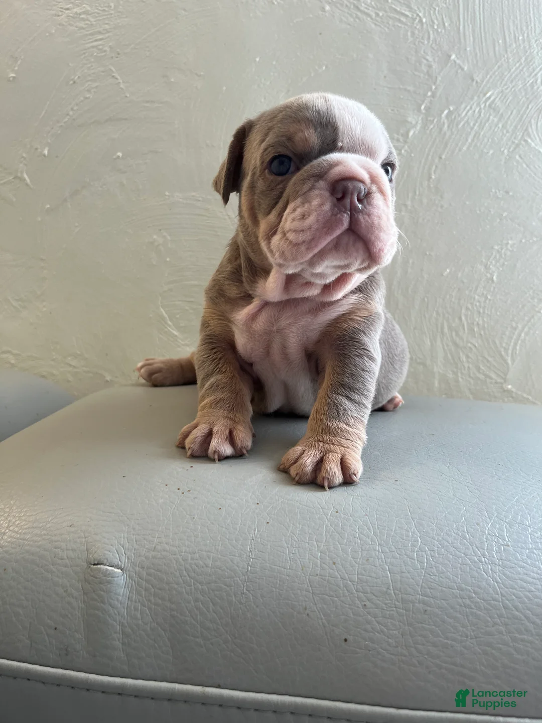 English Bulldog dogs for sale: English Bulldog 5 - Ad 2