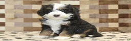 Mini Bernedoodle dogs for sale: Lenny - Ad 1