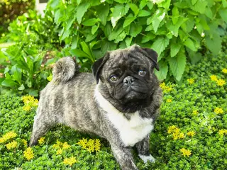 Pug dogs for sale: Bingo - Ad 1