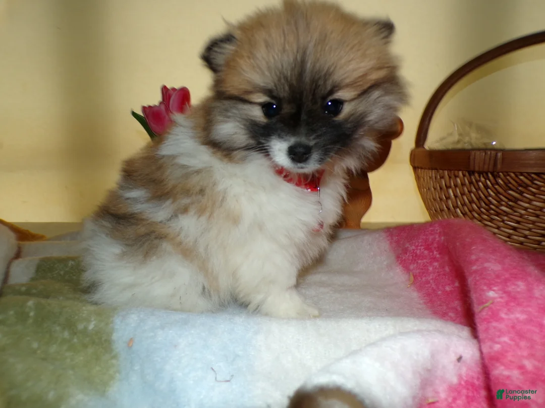 Pomeranian dogs for sale: Pomeranian Puppy 1 Charmin - Ad 2