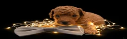 Toy Poodle dogs for sale: Rusty 🩶 - Ad 21