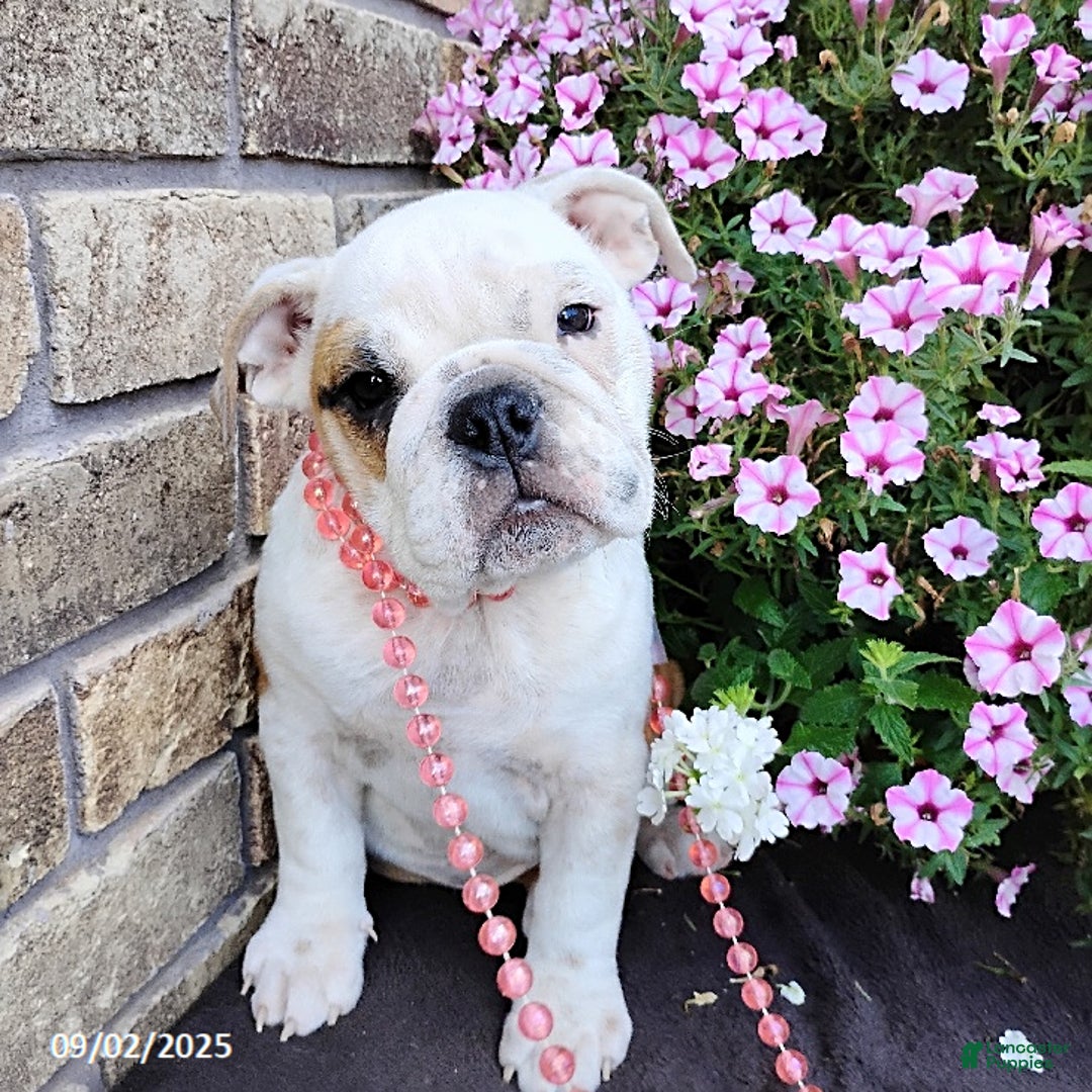 English Bulldog dogs for sale: Rolita - Ad 6