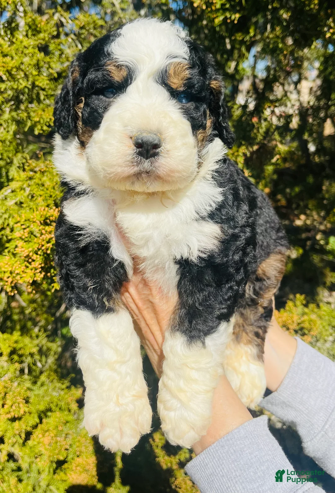 Bernedoodle dogs for sale: Bernedoodle “Bunny” blue eye - Ad 2