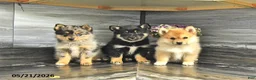 Pomsky dogs for sale: Jenna - Ad 5