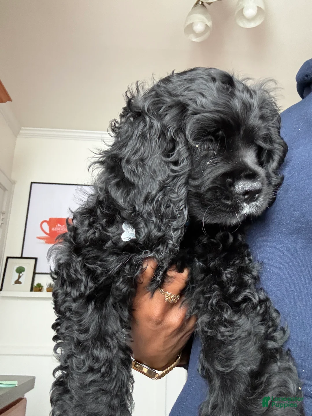 Cocker Spaniel dogs for sale: Cocker Spaniel Puppy 1 - Ad 2