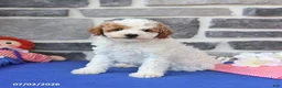 Cavapoo dogs for sale: Raymon - Ad 5