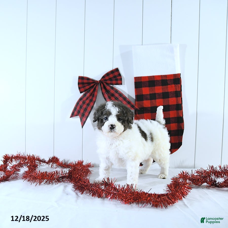 Mini Bernedoodle dogs Sophie - Ad 7