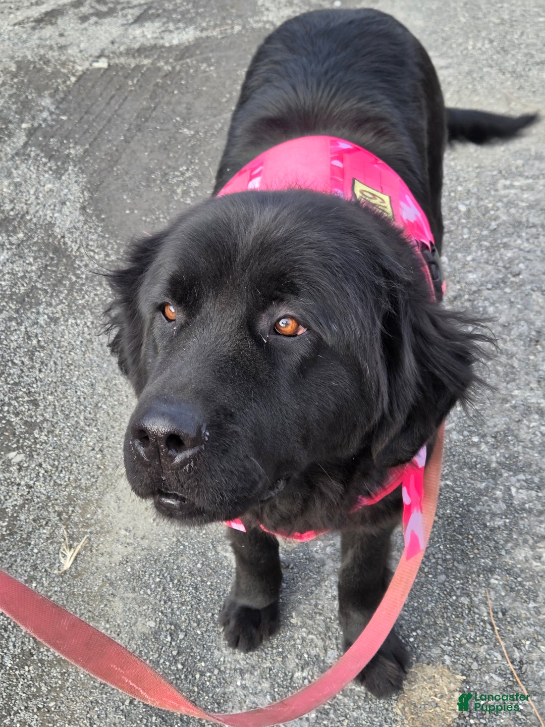 Newfoundland dogs for sale: Dakota  - Ad 1