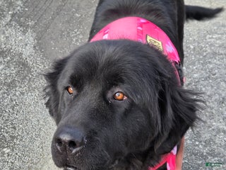 Newfoundland dogs Dakota - Ad 3