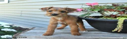 Jackapoo dogs for sale: SPECIAL NEEDS Janet - Ad 4