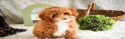 Miniature Poodle dogs for sale: Elenor - Ad 3