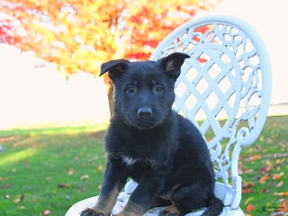 German Shepherd dogs - Ad 36