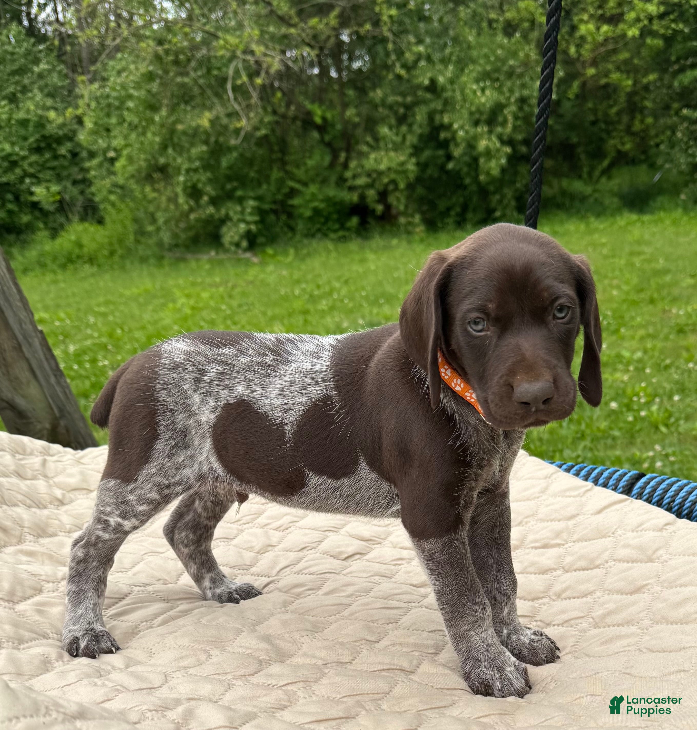 German Shorthaired Pointer dogs German Shorthaired Pointer Puppy 1 - Ad 1