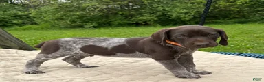 German Shorthaired Pointer Puppy 1