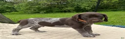 German Shorthaired Pointer dogs for sale: German Shorthaired Pointer Puppy 1 - Ad 1