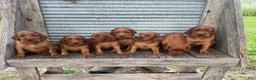 Irish Setter dogs for sale: Irish Setter 2 - Ad 5