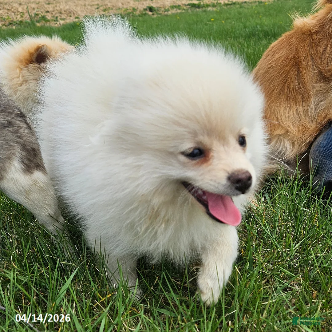 Pomeranian dogs for sale: Cameron - Ad 2