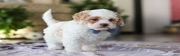 Cavapoo dogs for sale: Loki - Ad 6