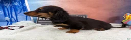 Miniature Dachshund dogs for sale: Miniature Dachshund Puppy 2 - Ad 4