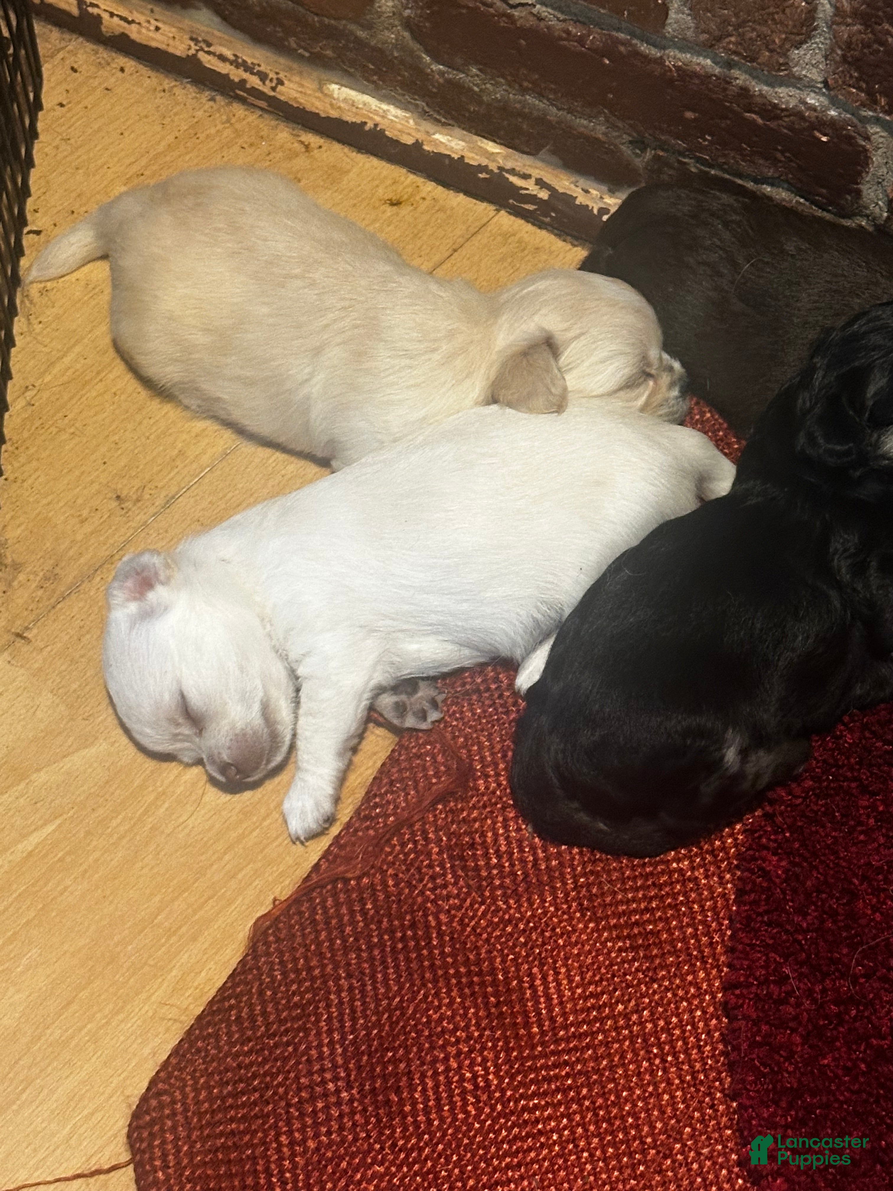 Chihuahua dogs Chihuahua Puppy 4 - Ad 13