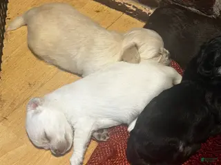 Chihuahua dogs Chihuahua Puppy 4 - Ad 13