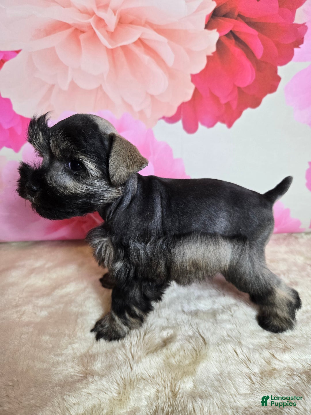 Miniature Schnauzer dogs for sale: Boo - Ad 4