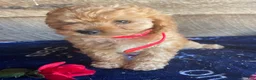 Cavapoochon dogs for sale: Alex - Ad 4