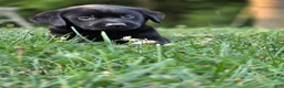 Goldador dogs for sale: Goldador 5 - Ad 13