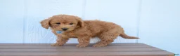 Bichpoo dogs for sale:  Kody 🐶💖 - Ad 12