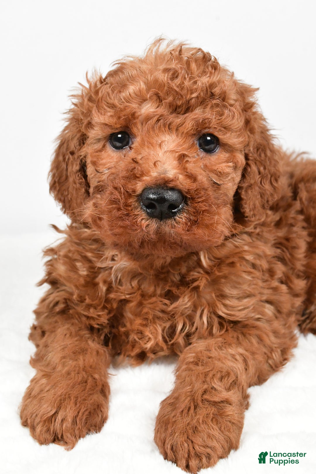 Mini Goldendoodle dogs for sale: Bently - Ad 5