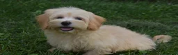 Maltipoo dogs for sale: Pete - Ad 2
