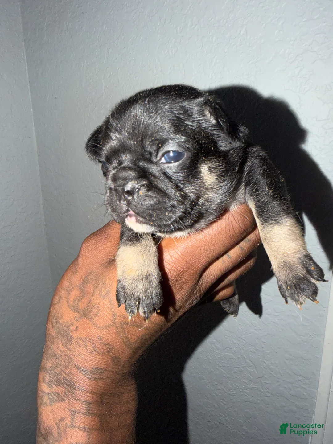 French Bulldog dogs for sale: French Bulldog 1 - Ad 2