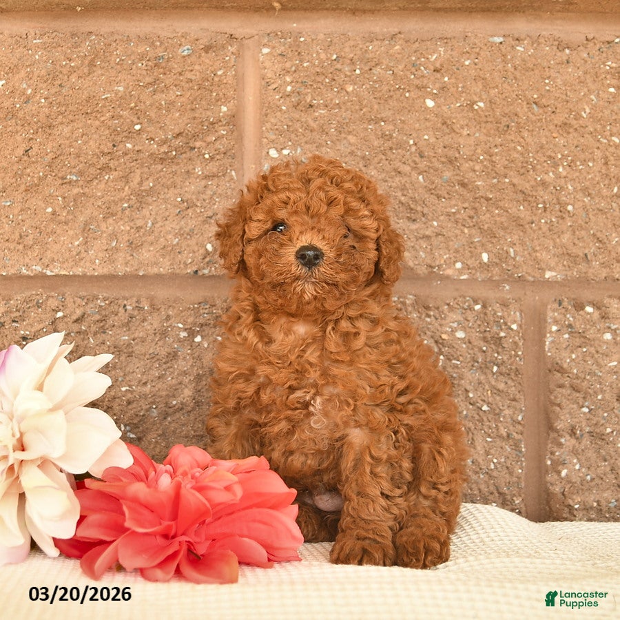 Mixed Breed dogs Ace  - Ad 2