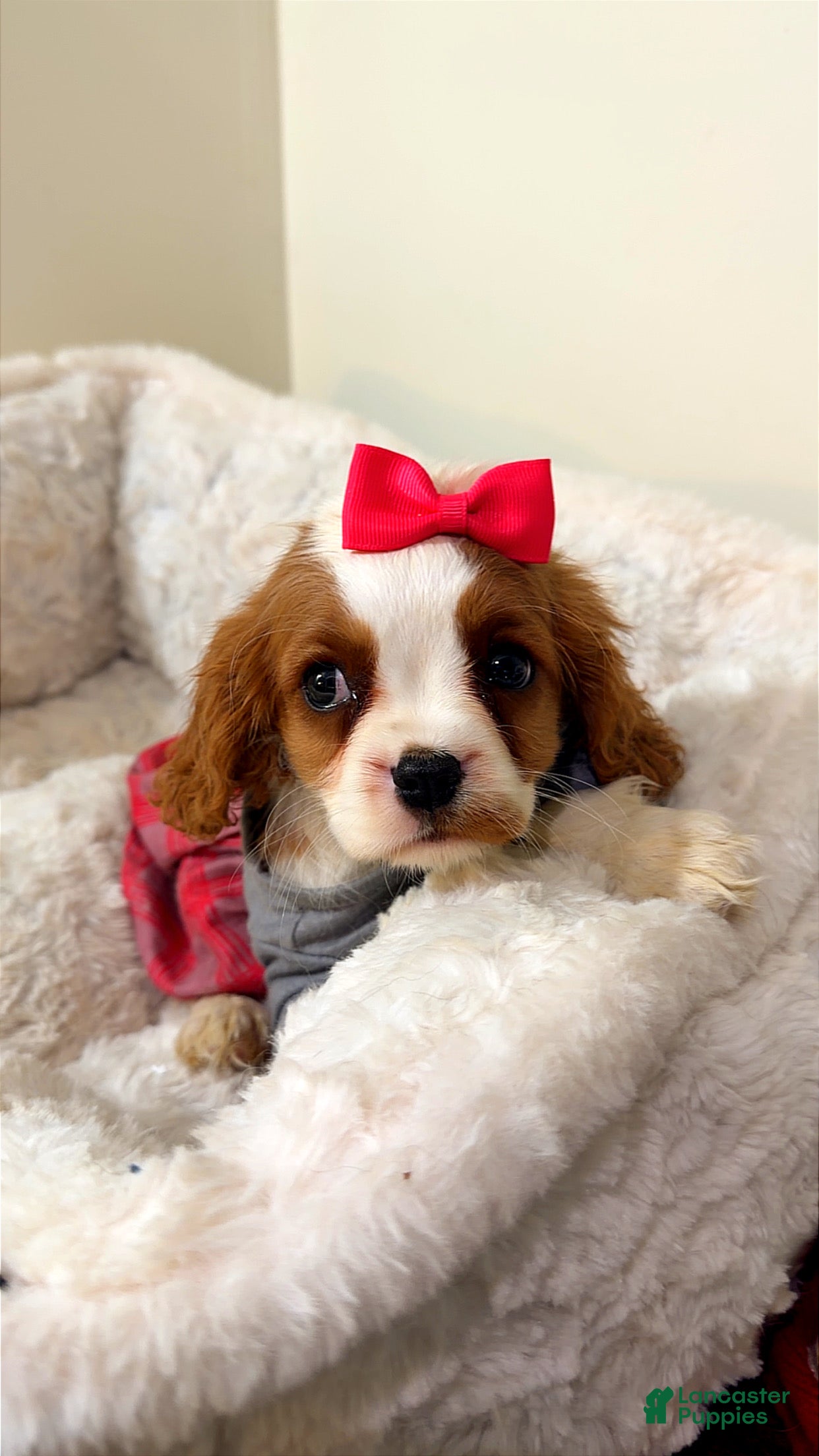 Cavalier King Charles Spaniel dogs Cinnamon  - Ad 29