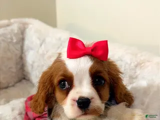 Cavalier King Charles Spaniel dogs Cinnamon - Ad 29