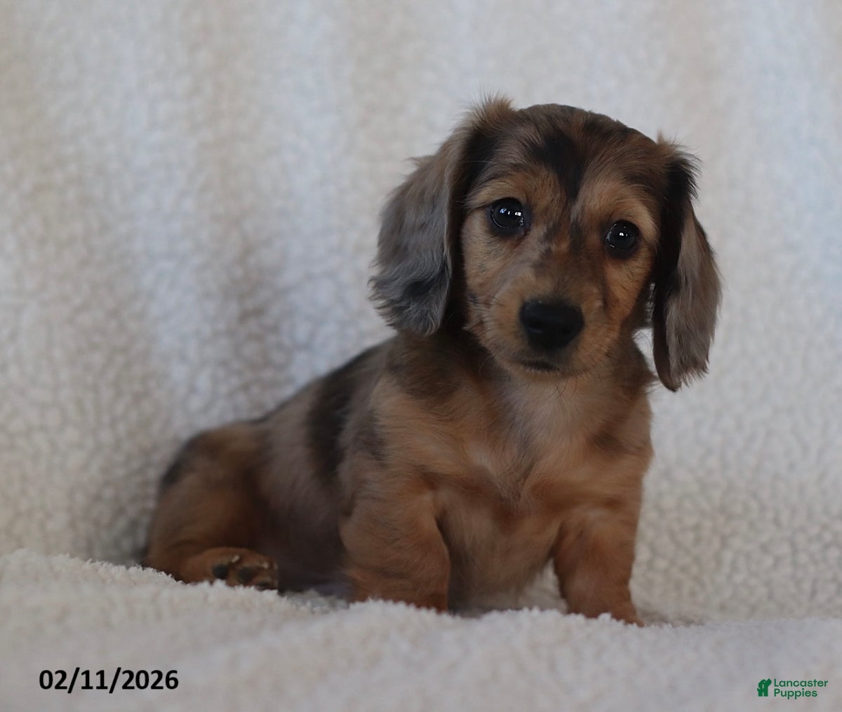 Miniature Dachshund dogs Lakota - Ad 41