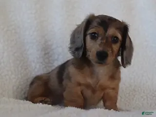Miniature Dachshund dogs Lakota - Ad 41
