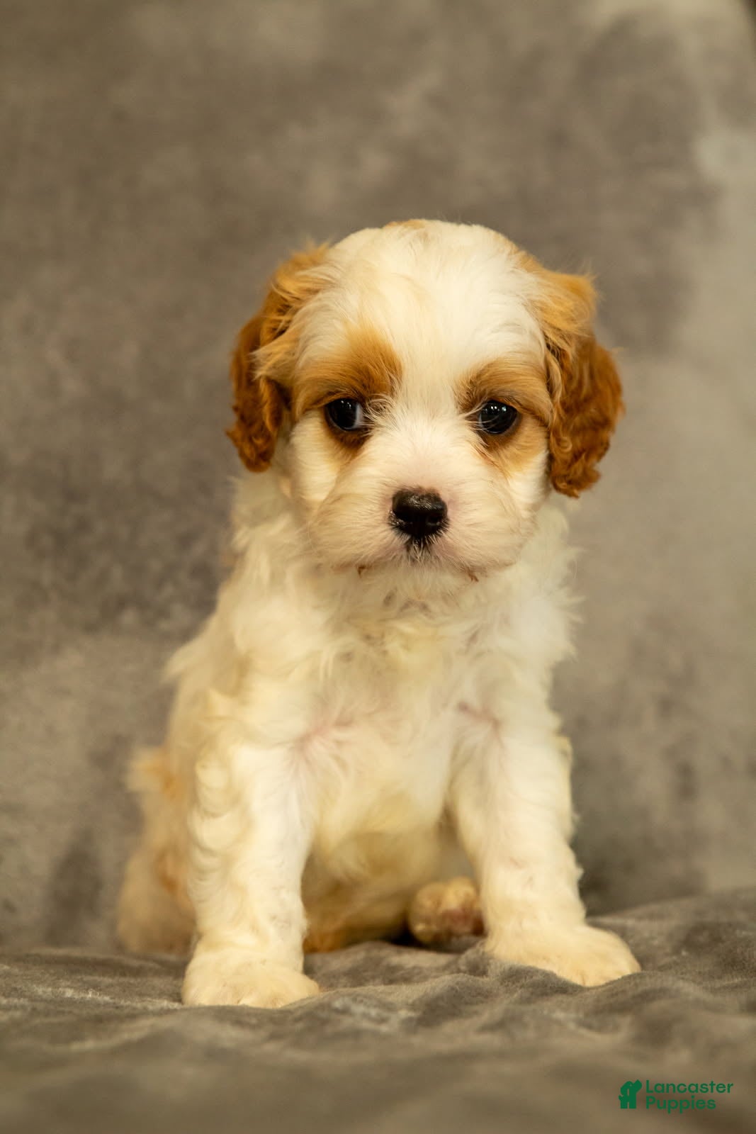 Cavapoo dogs Maverick - Ad 2