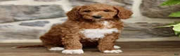 Goldendoodle dogs for sale: Jace  - Ad 2