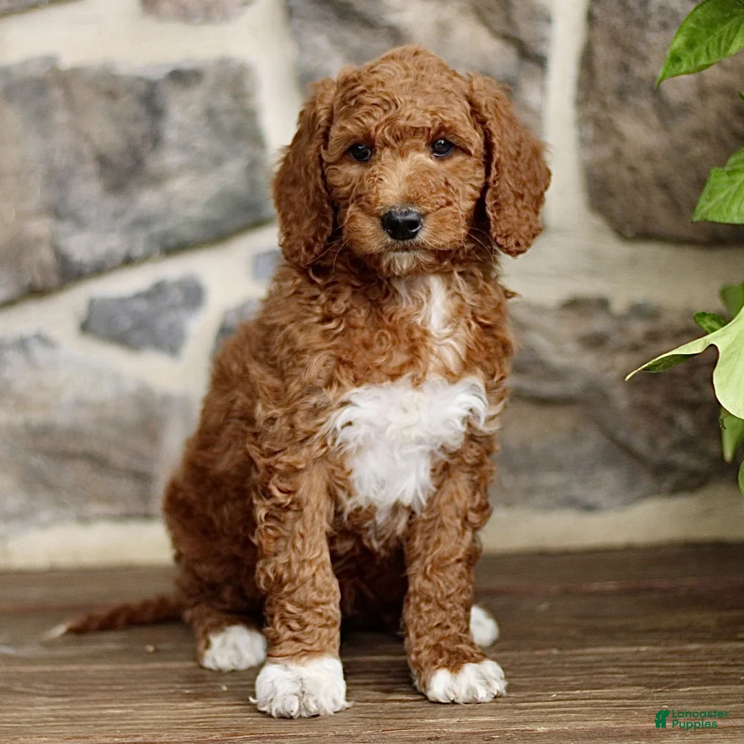 Goldendoodle dogs for sale: Jace  - Ad 2